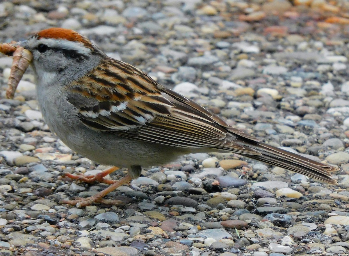 Chipping Sparrow - ML620077424