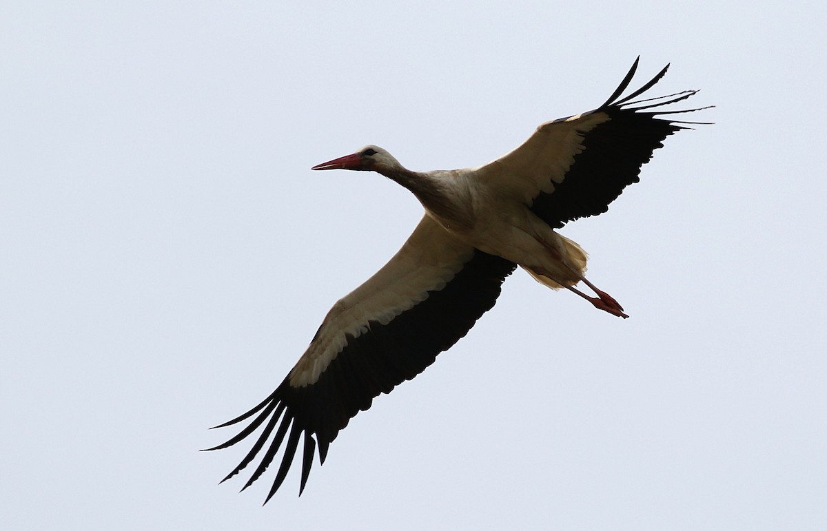 White Stork - ML620077426