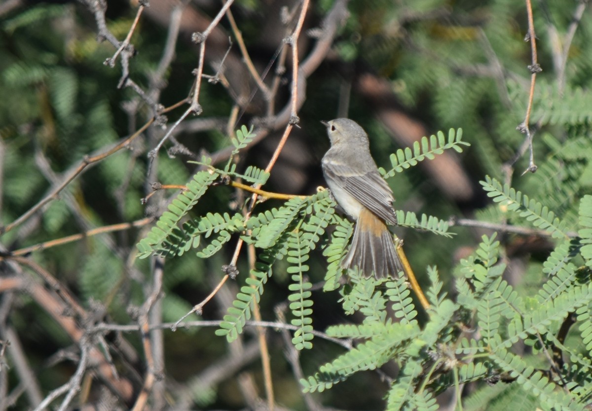 Lucy's Warbler - ML620077429