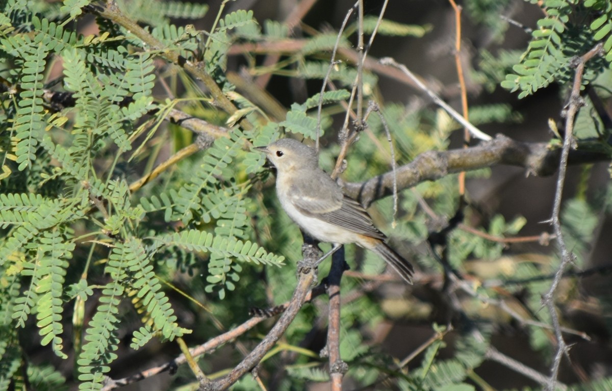 Lucy's Warbler - ML620077430