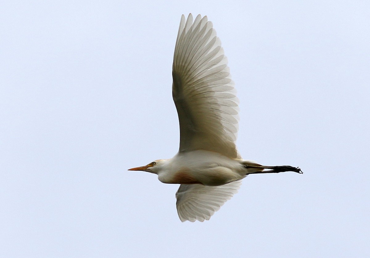 Western Cattle Egret - ML620077459