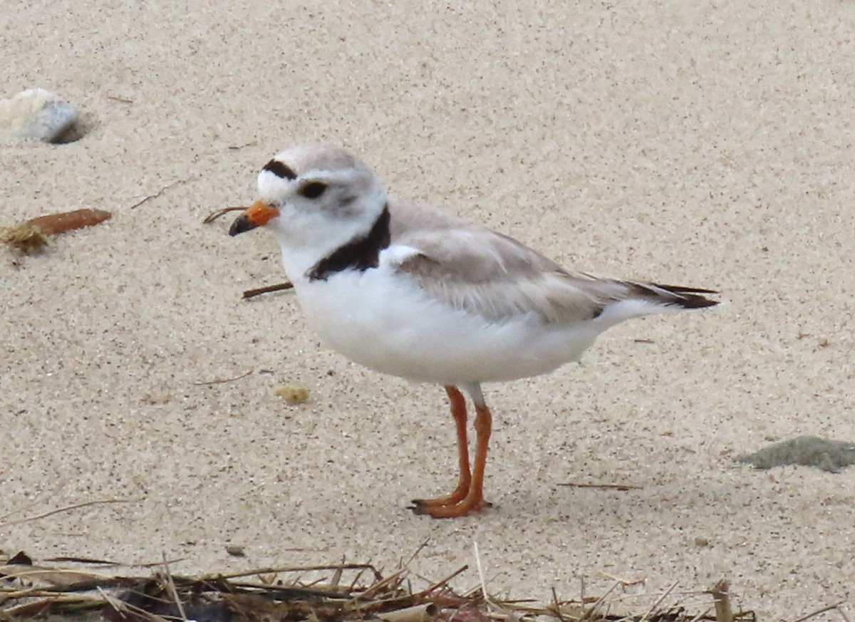 Piping Plover - ML620077463