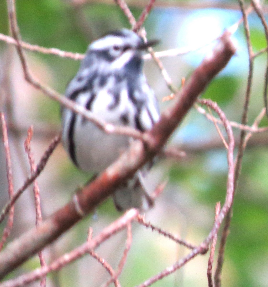 Black-and-white Warbler - ML620077470