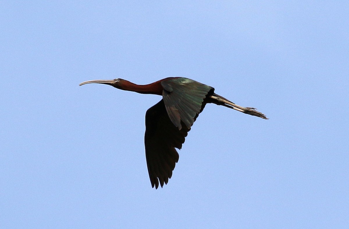 ibis hnědý - ML620077471