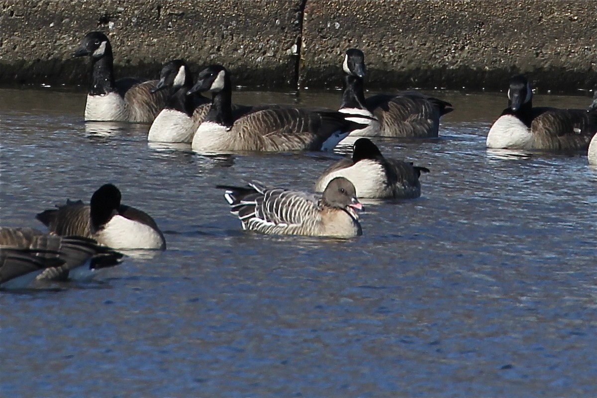 Pink-footed Goose - ML620077475