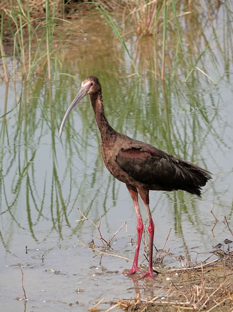 ibis americký - ML620077528