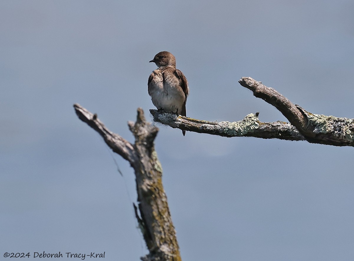 Northern Rough-winged Swallow - ML620077535
