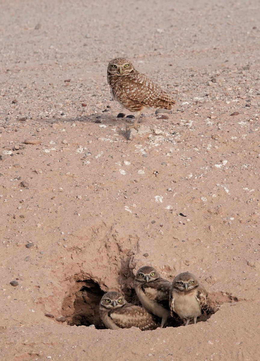 Burrowing Owl - ML620077537