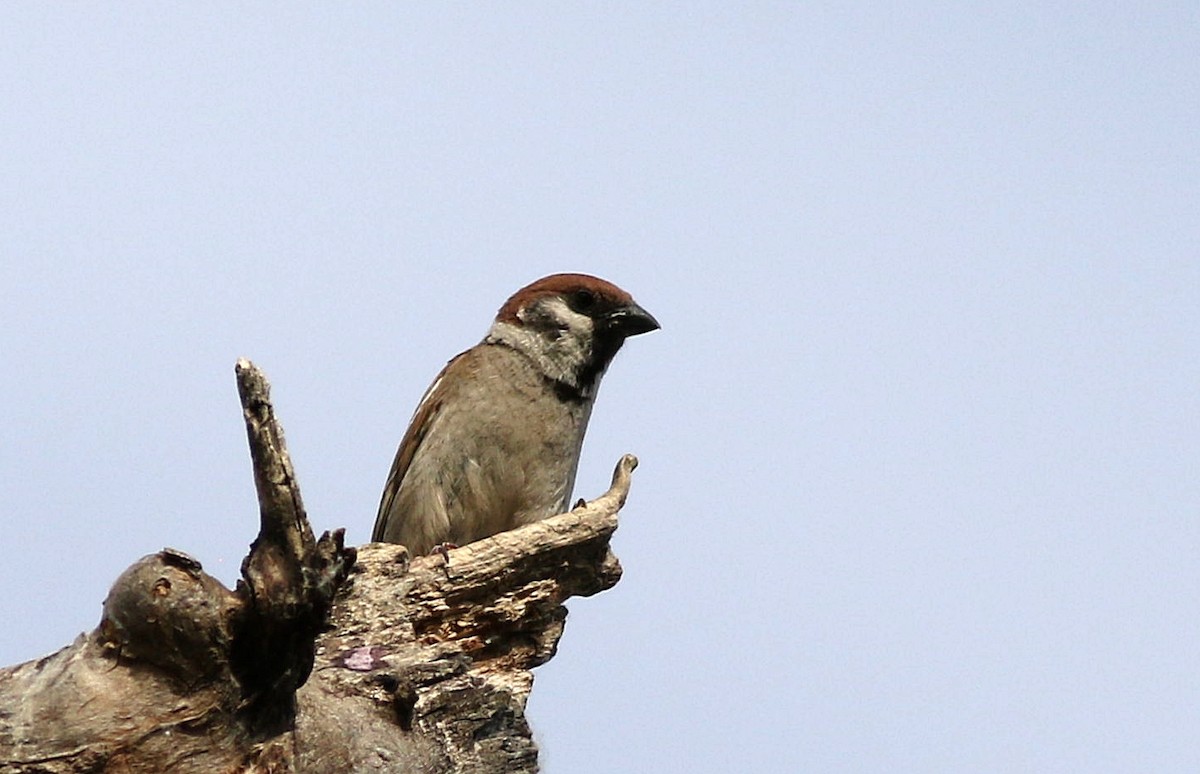 Eurasian Tree Sparrow - ML620077539