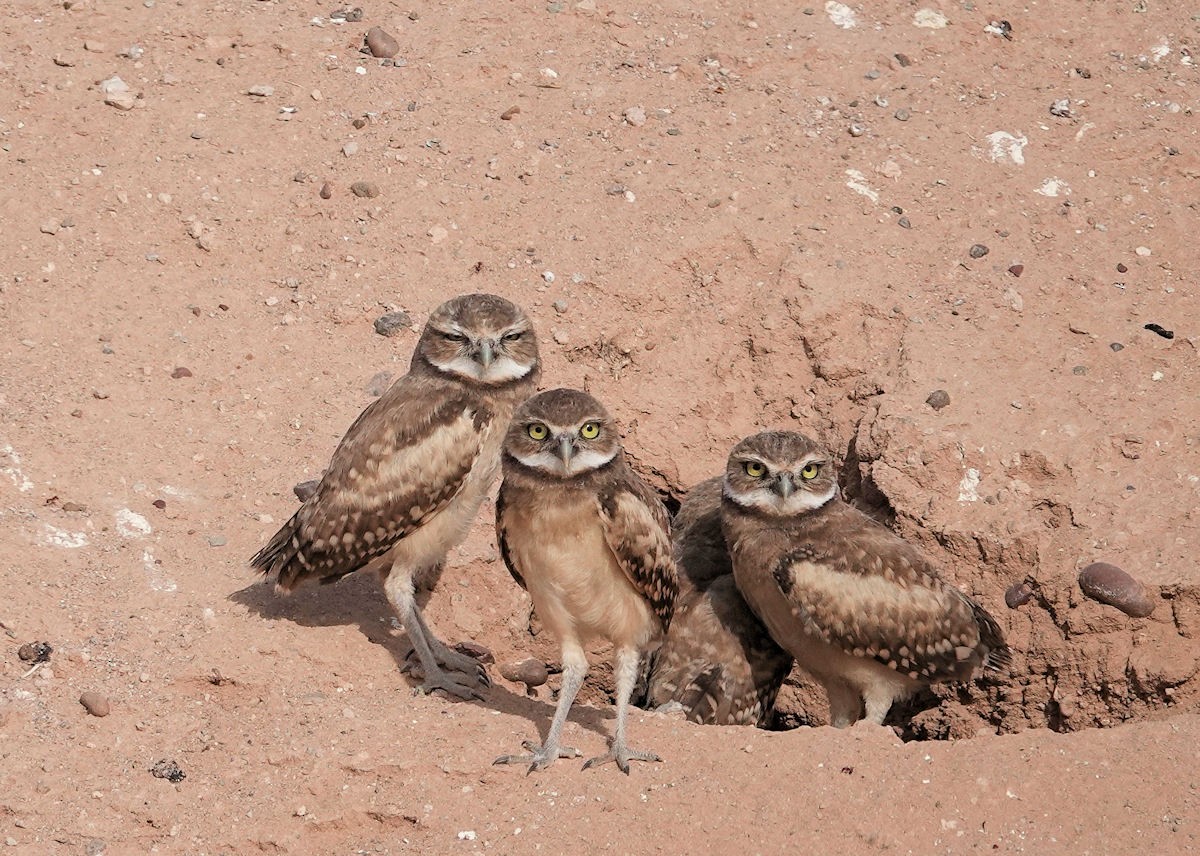 Burrowing Owl - ML620077548