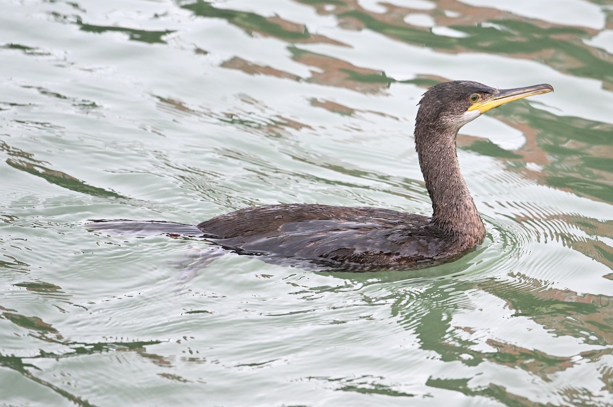 European Shag (Atlantic) - David Darrell-Lambert