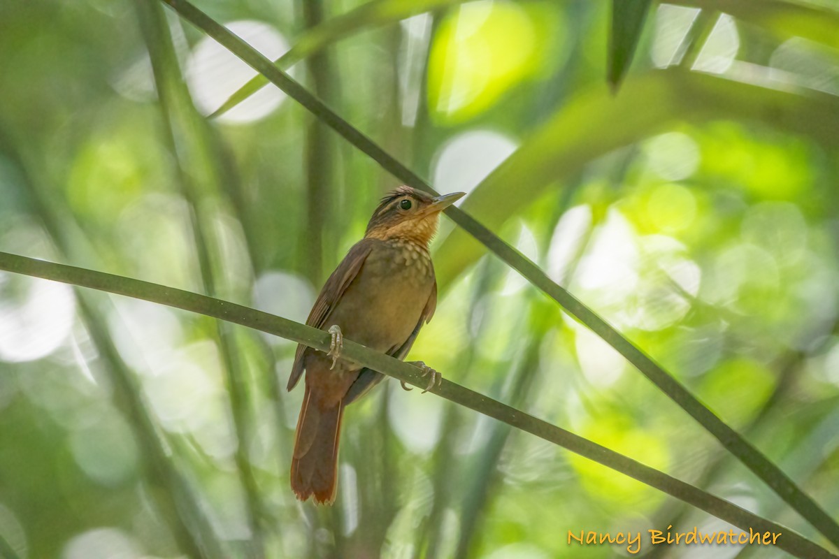 Fawn-throated Foliage-gleaner - ML620077561