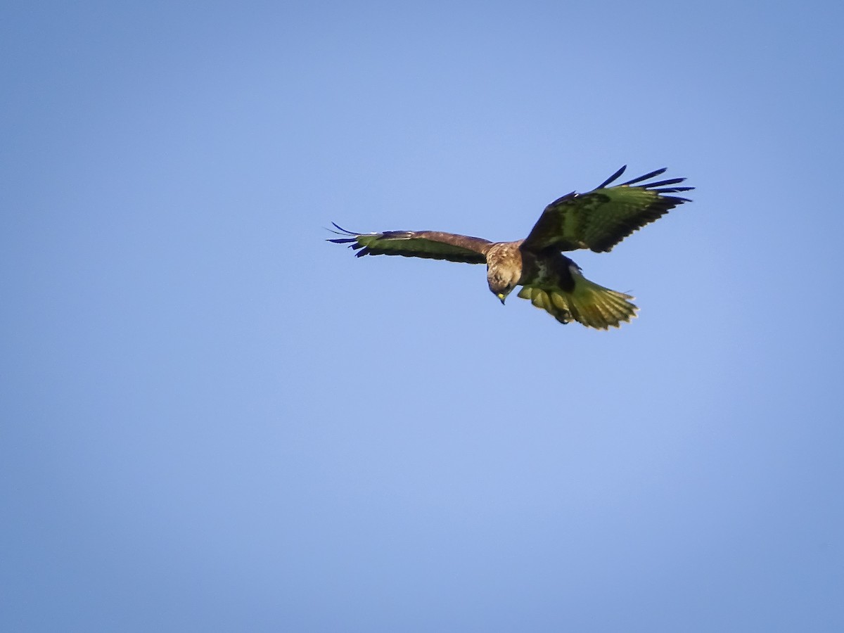 Common Buzzard - ML620077566