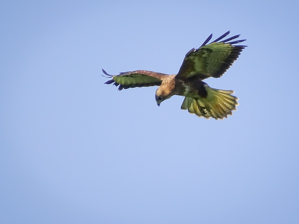 Common Buzzard - ML620077567