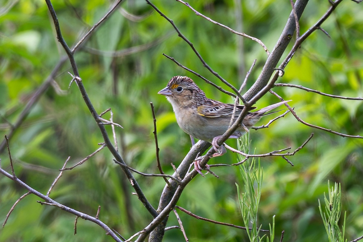 Grasshopper Sparrow - ML620077571