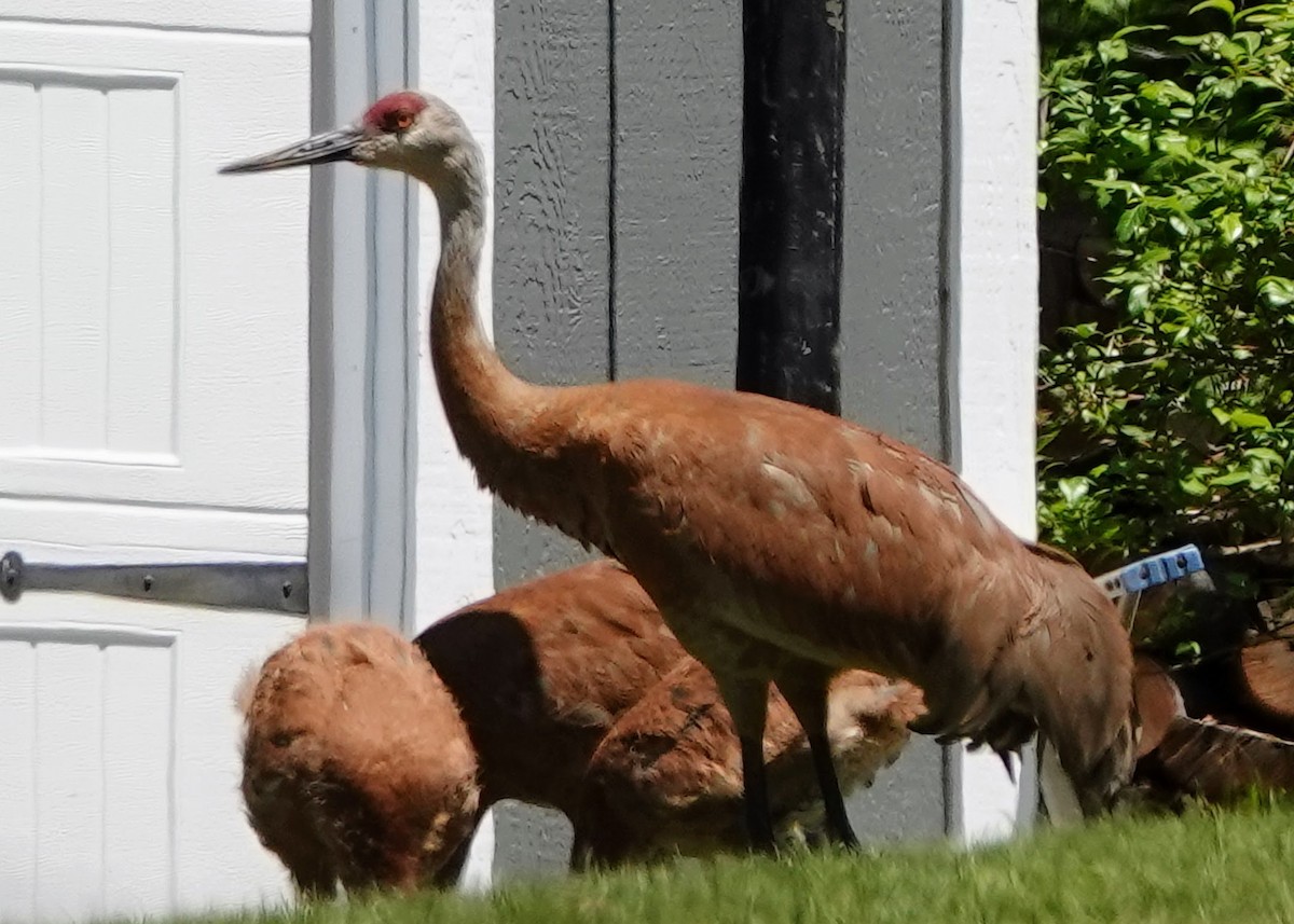 Sandhill Crane - ML620077582