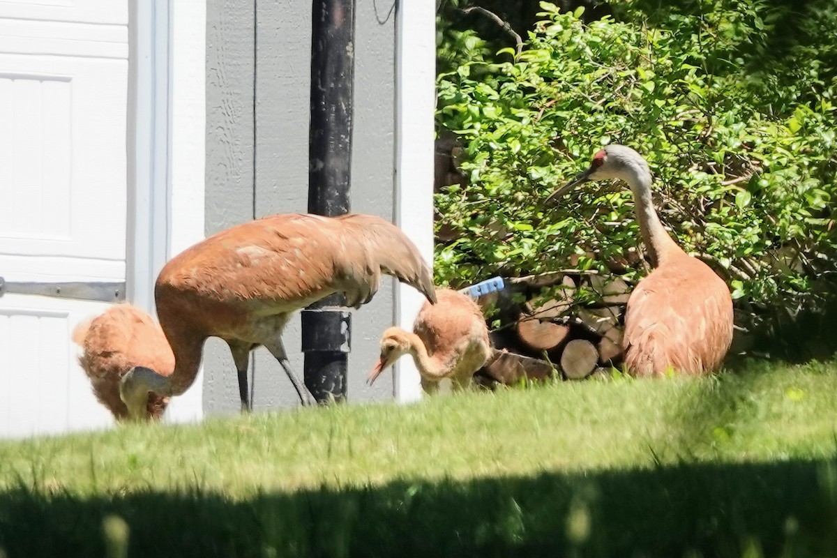 Sandhill Crane - ML620077585