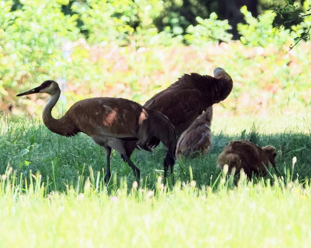 Sandhill Crane - ML620077586