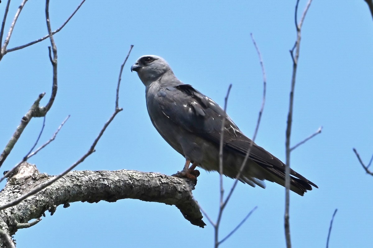 Mississippi Kite - ML620077597