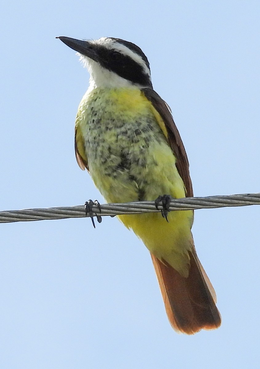 Great Kiskadee - ML620077606