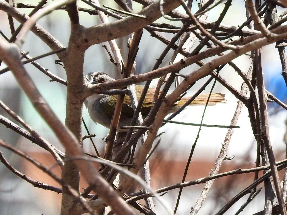 Black-striped Sparrow - ML620077607