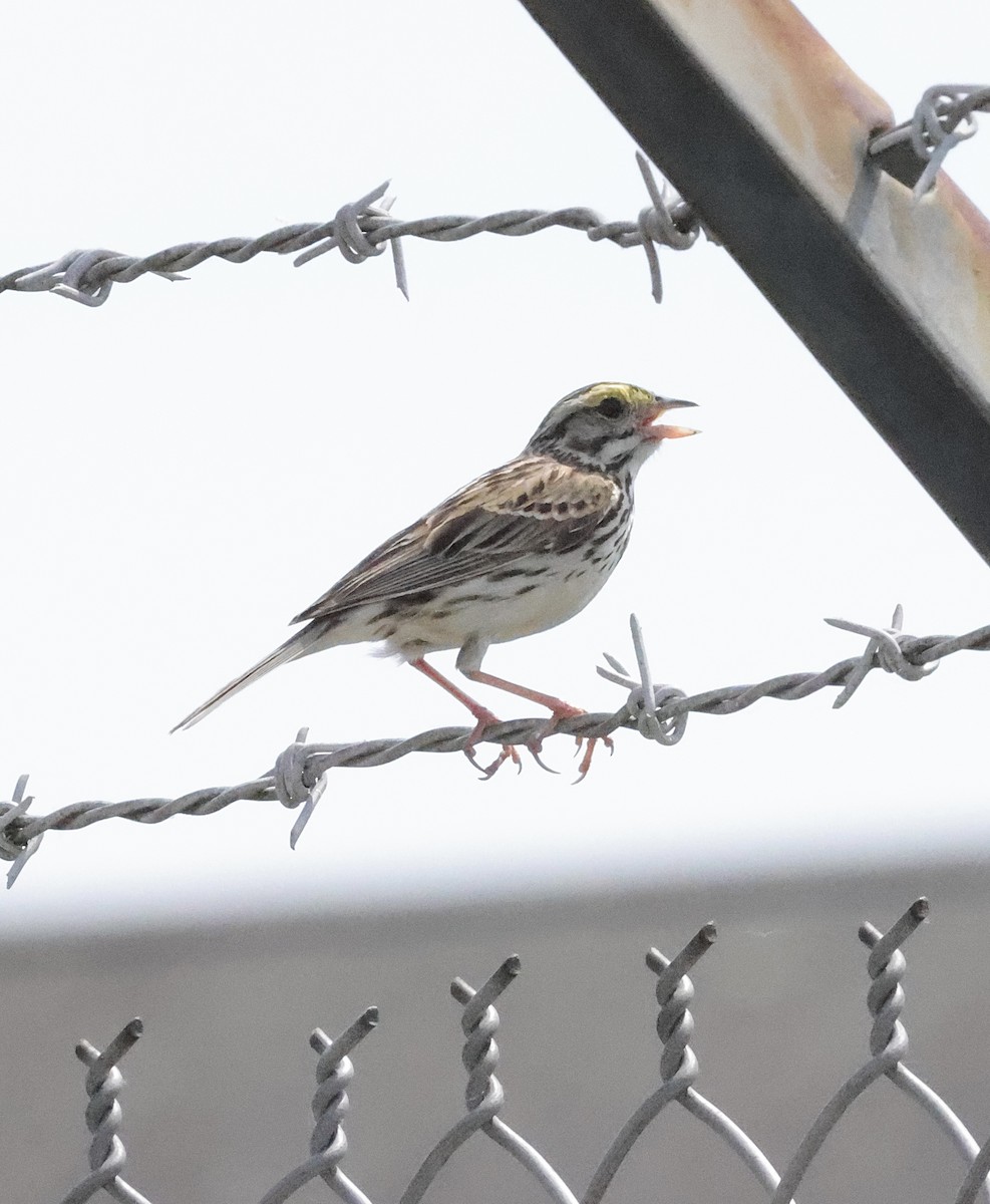 Savannah Sparrow - ML620077610