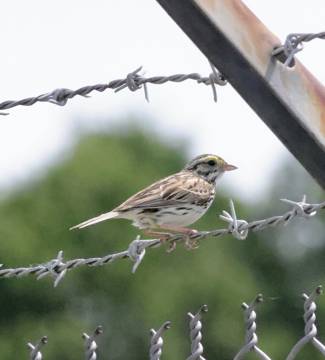 Savannah Sparrow - ML620077611