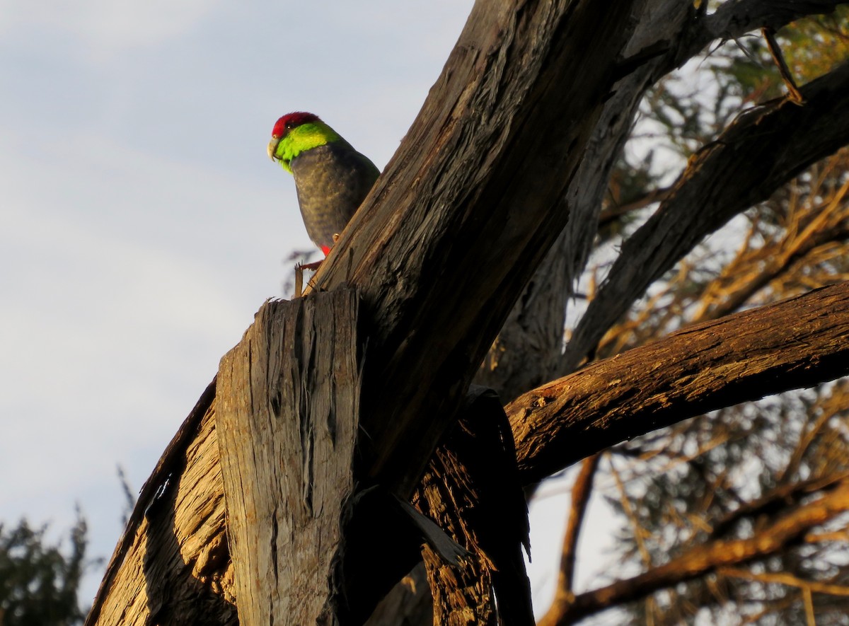 Red-capped Parrot - ML620077623