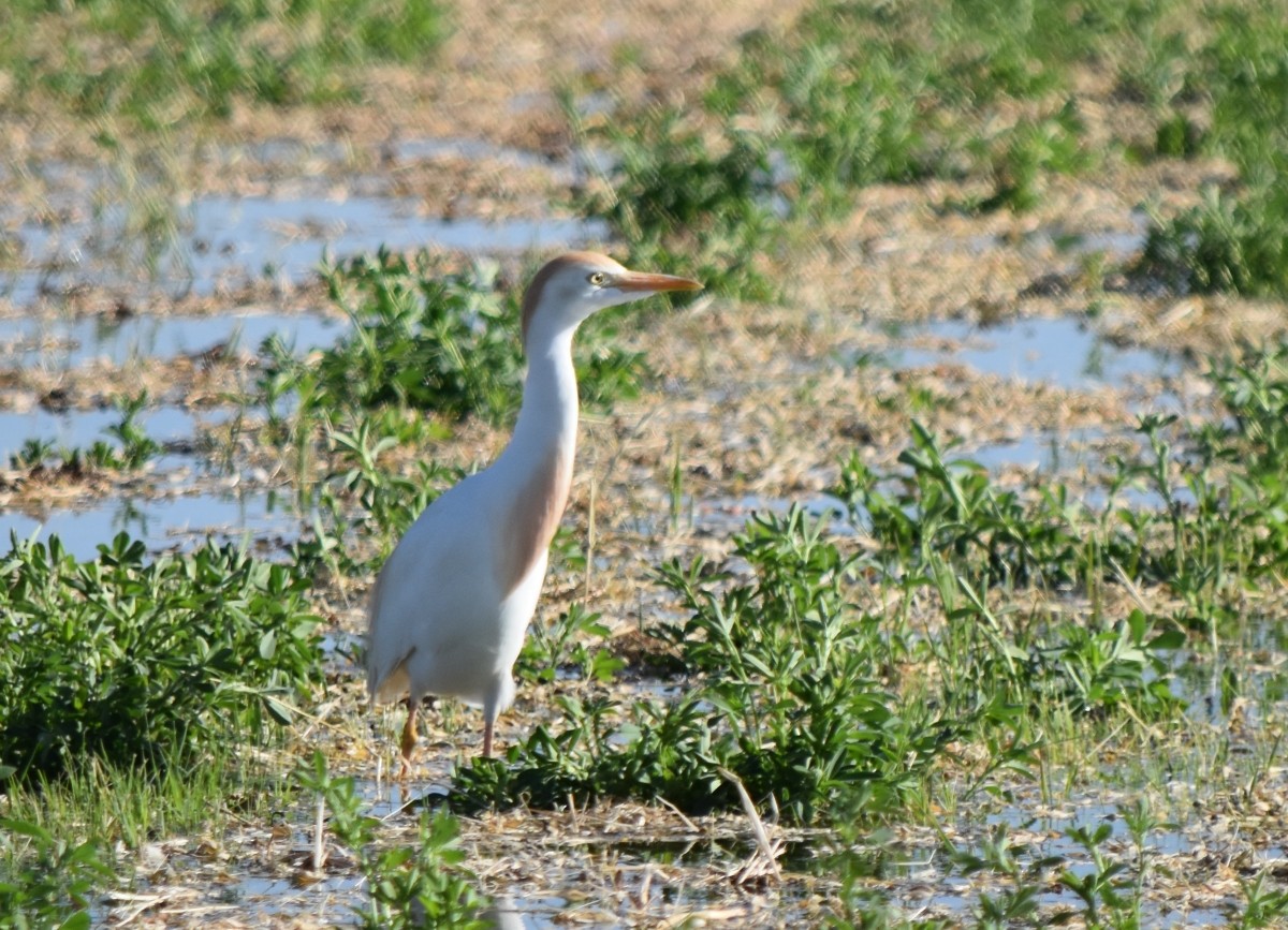 Western Cattle Egret - ML620077634