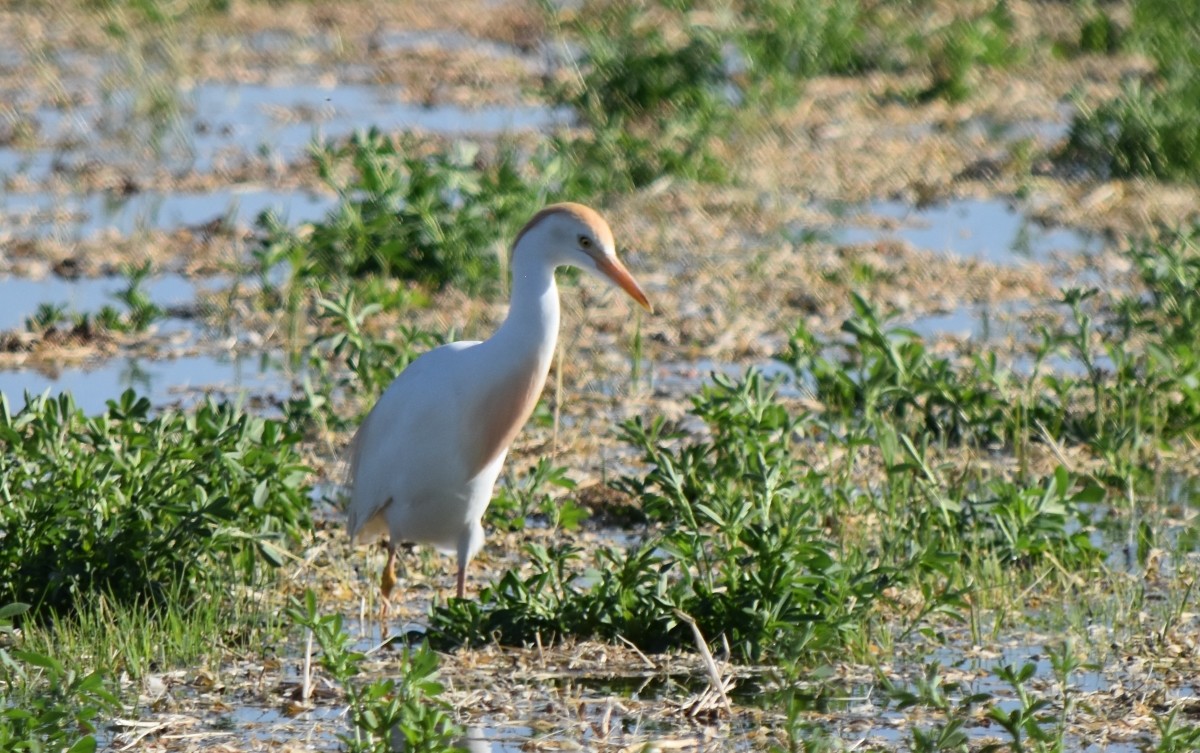 Чапля єгипетська (підвид ibis) - ML620077636