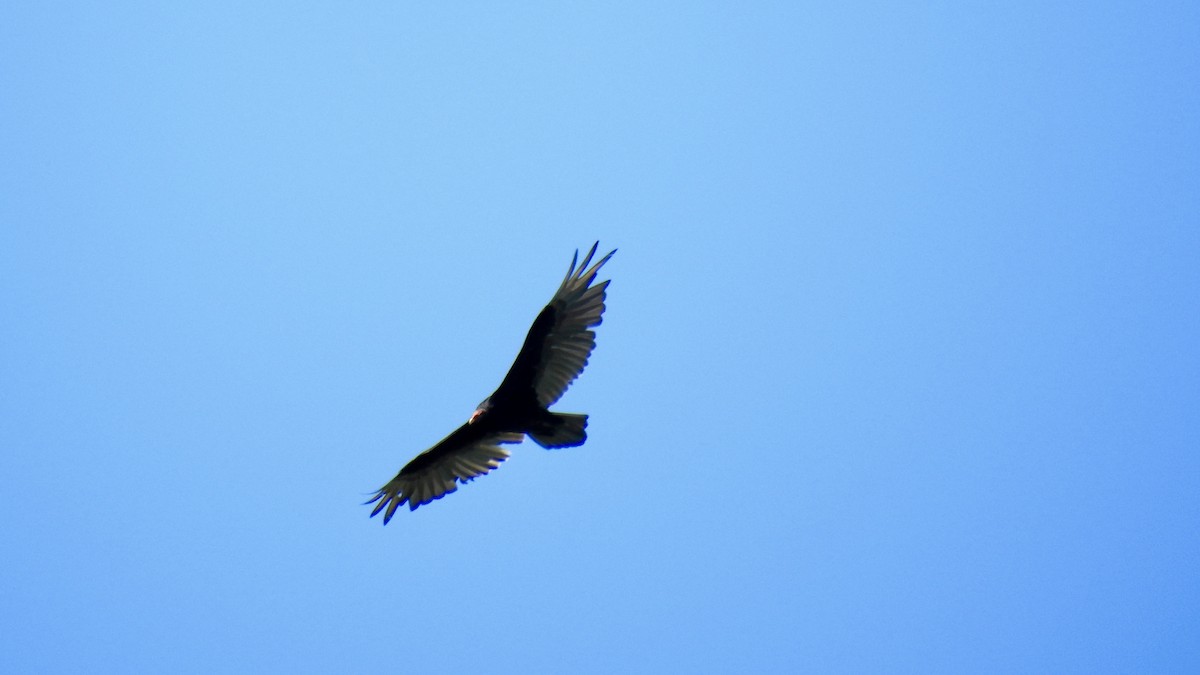 Turkey Vulture - ML620077637