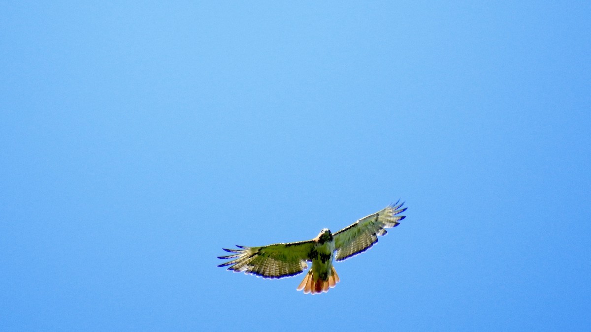 Red-tailed Hawk - ML620077646