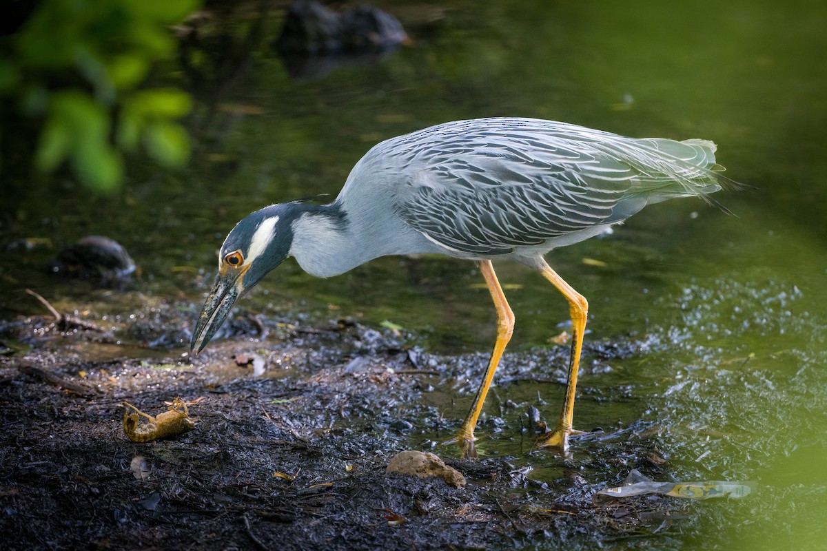 Yellow-crowned Night Heron - ML620077647