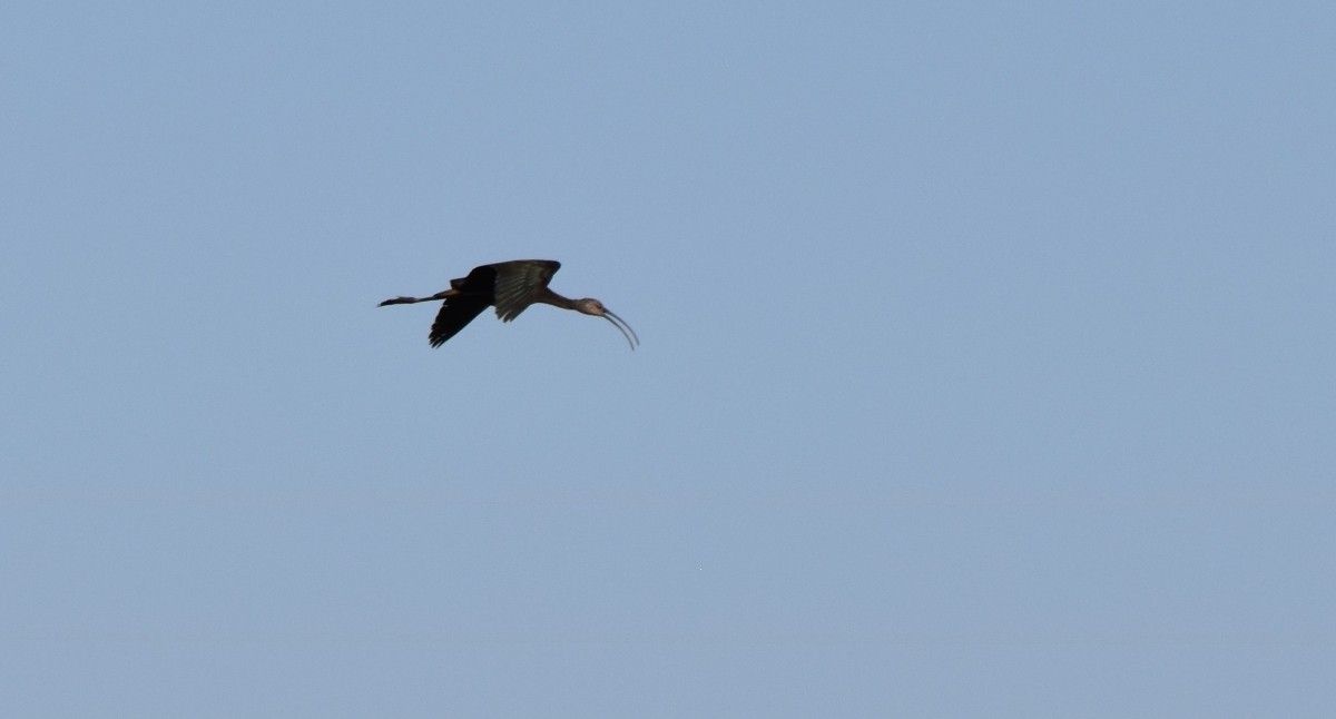 White-faced Ibis - ML620077652