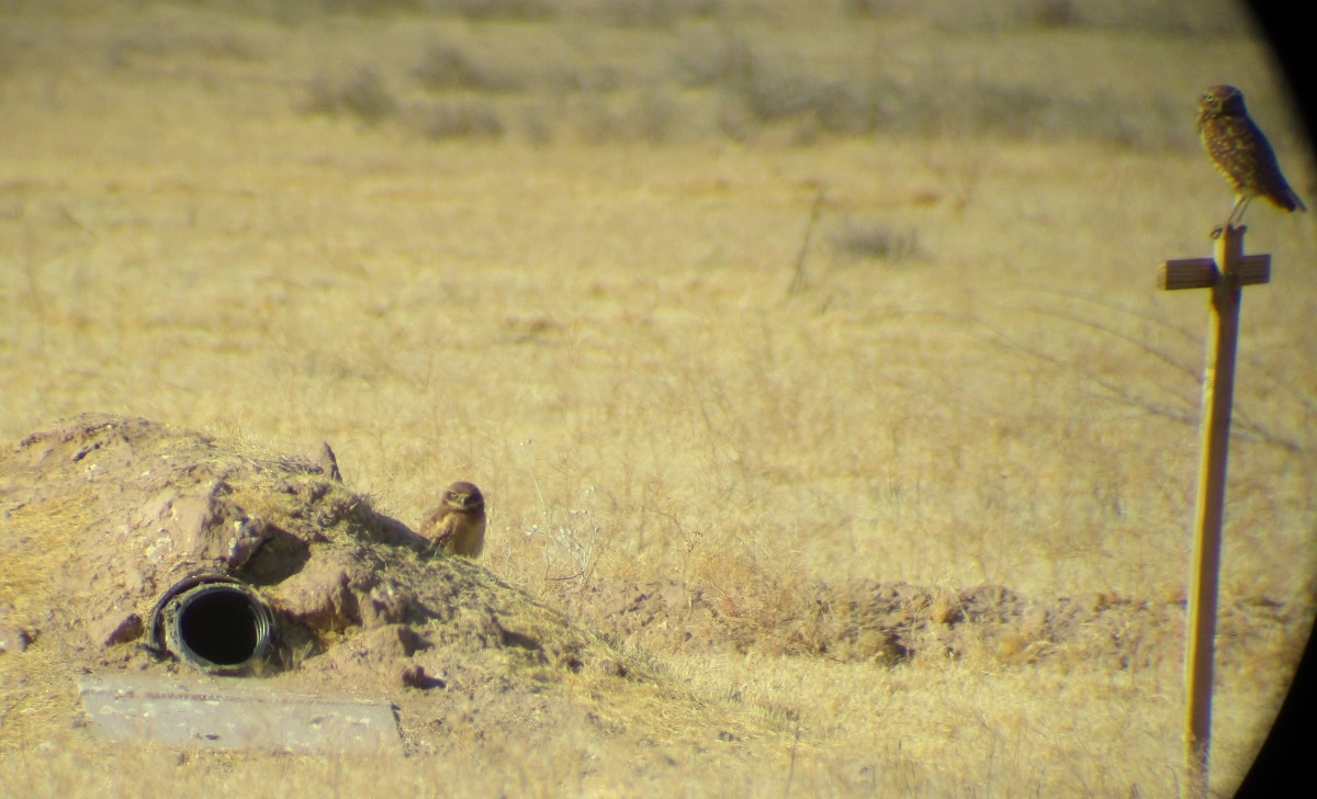 Burrowing Owl - ML620077661