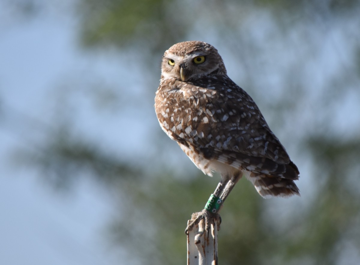 Burrowing Owl - ML620077662