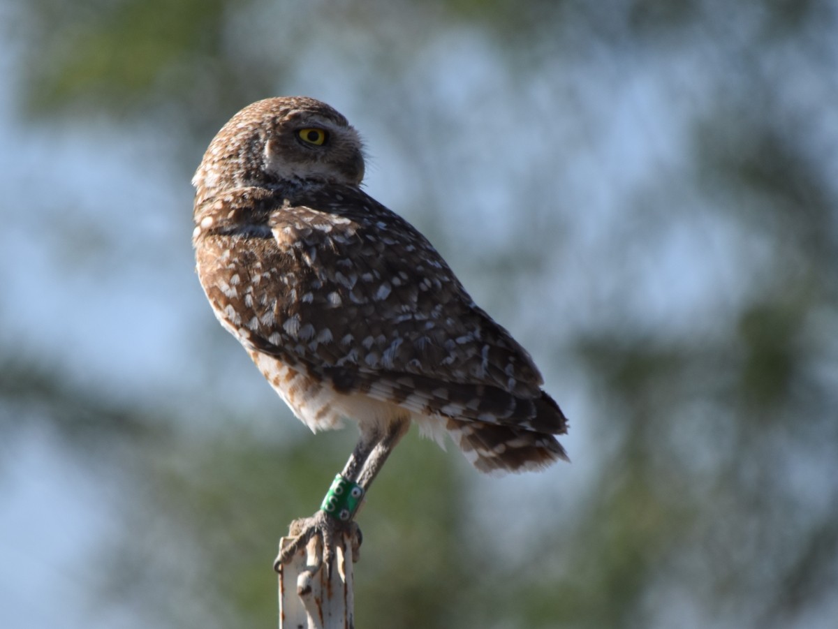 Burrowing Owl - ML620077664