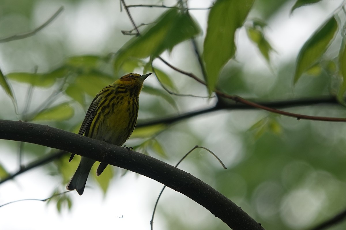 Cape May Warbler - ML620077668