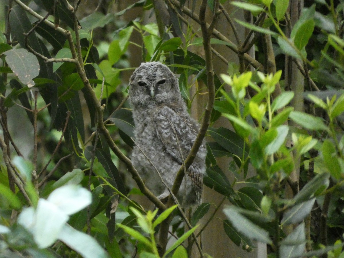 Tawny Owl - ML620077755