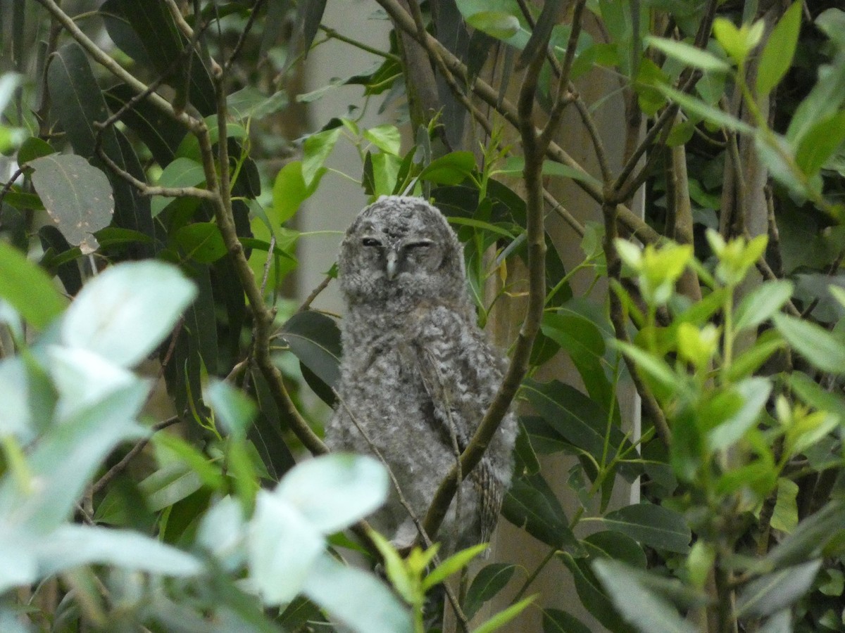 Tawny Owl - ML620077779