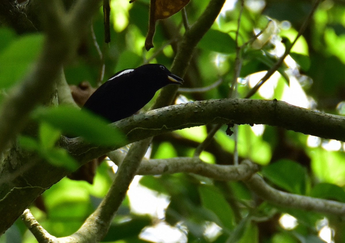 White-shouldered Tanager - ML620077781