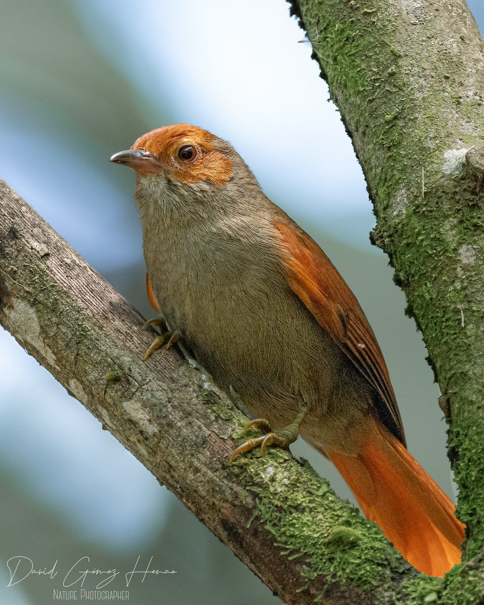 Red-faced Spinetail - ML620077792