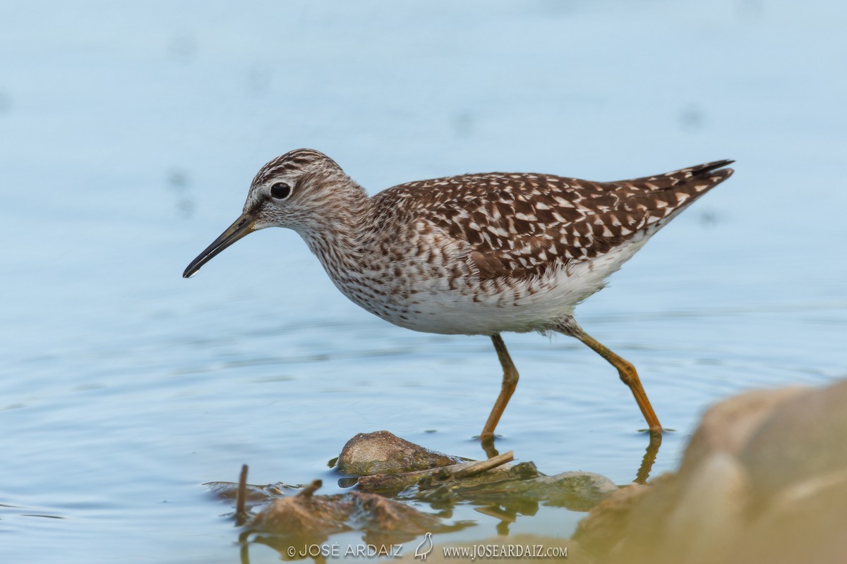 Wood Sandpiper - ML620077810