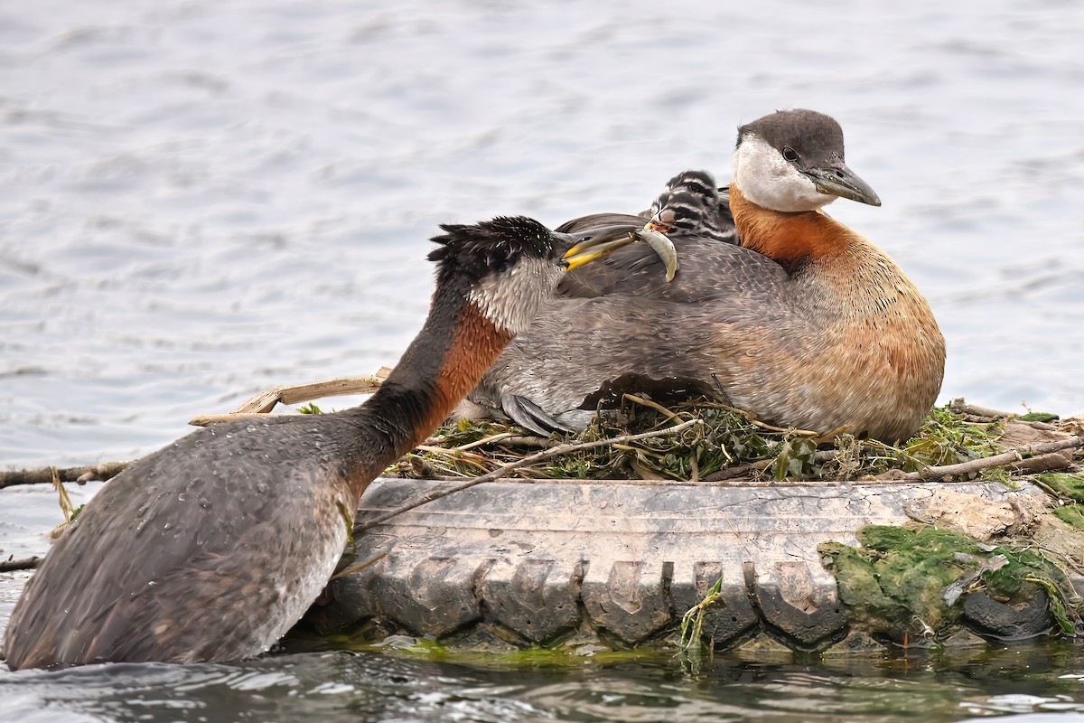 Red-necked Grebe - ML620077825