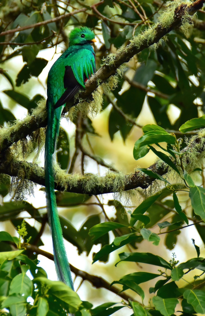 Quetzal Guatemalteco - ML620077828