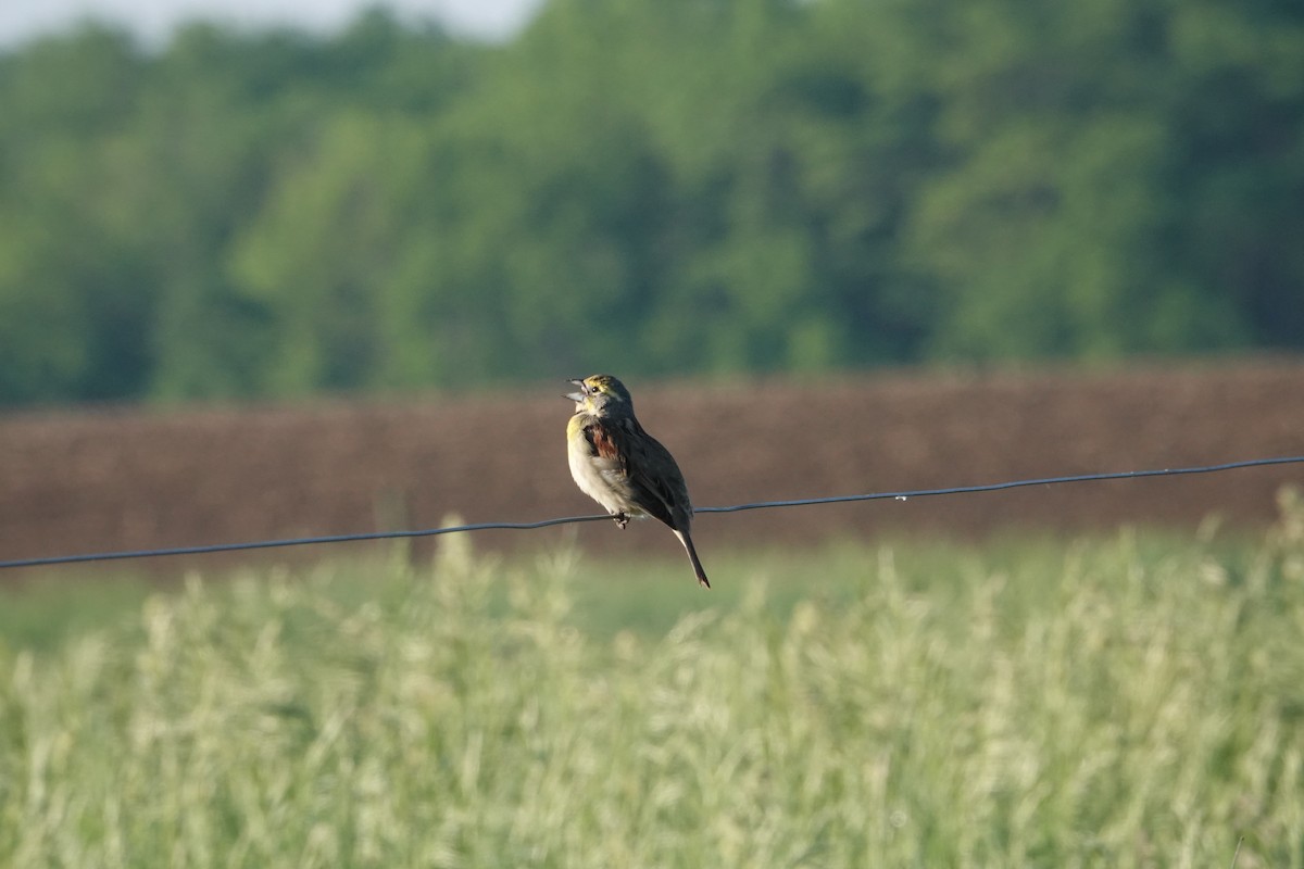 Dickcissel d'Amérique - ML620077830