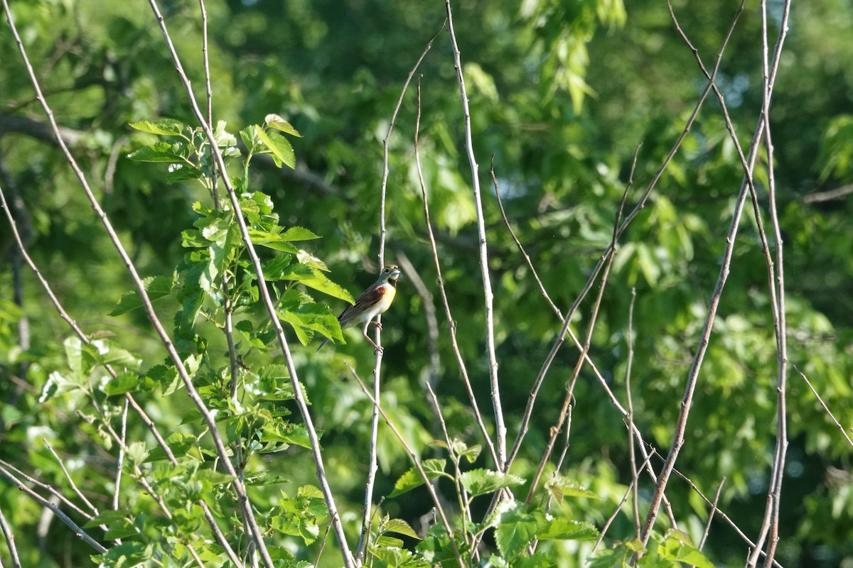 Dickcissel - ML620077831