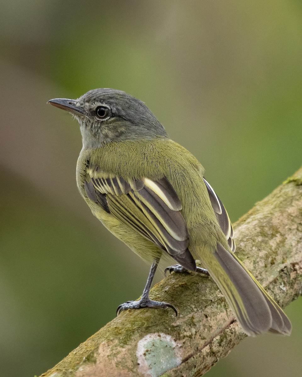 Yellow-olive Flatbill - ML620077836