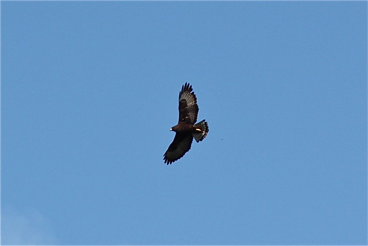 Short-tailed Hawk - ML620077855