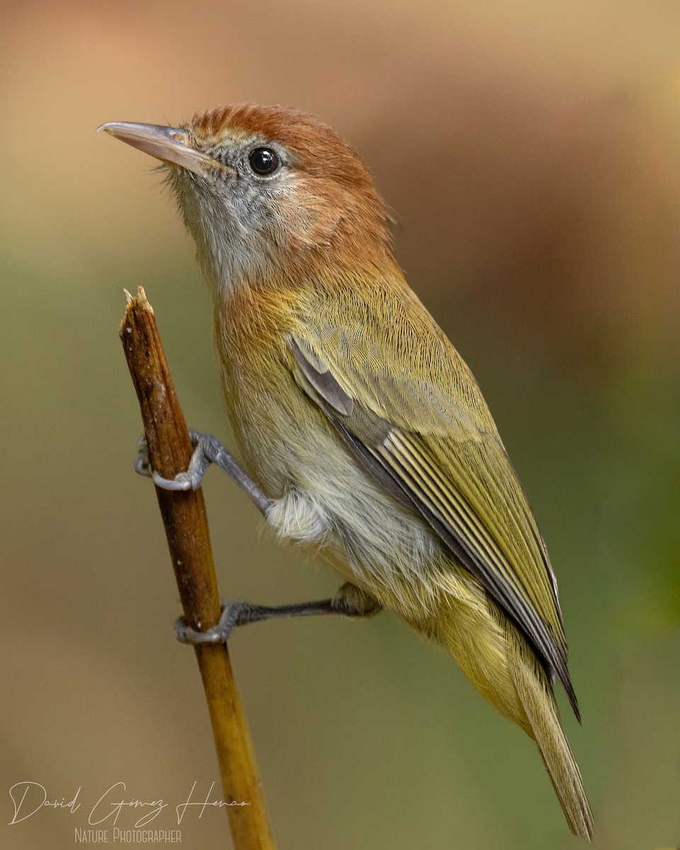 Rufous-naped Greenlet - ML620077868
